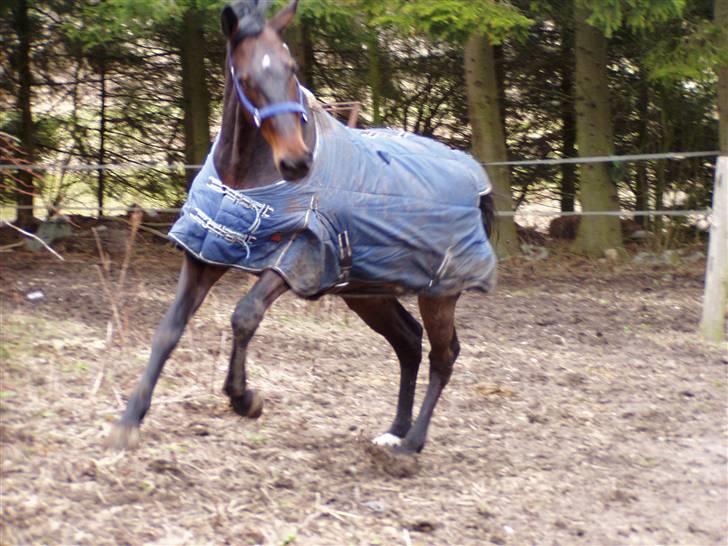 Holstener Hesteløkkens Chic billede 3