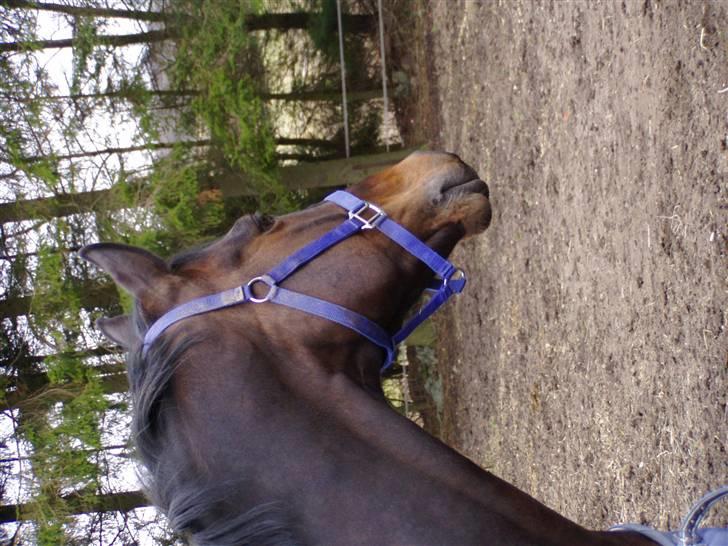 Holstener Hesteløkkens Chic billede 4