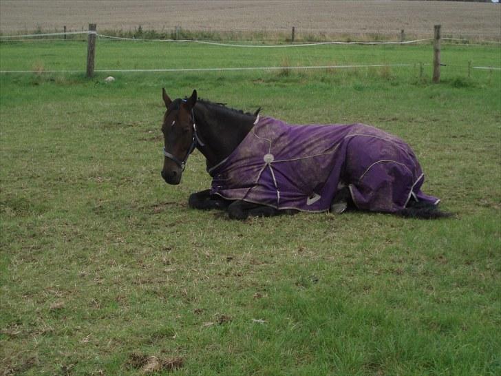 Holstener Hesteløkkens Chic billede 5