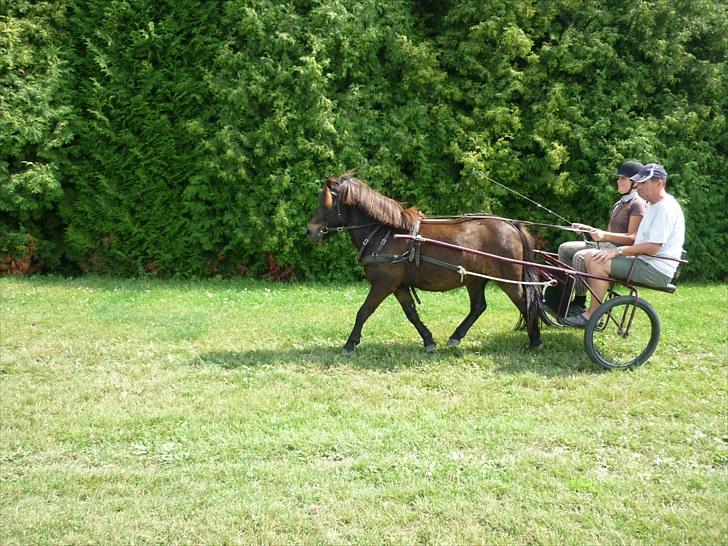 Anden særlig race Buller - min far og mig kører en tur med buller:) foto: anja billede 19