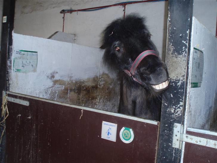 Anden særlig race blackie, amalie knops - see jeg kan smile.(har selv taget) billede 5