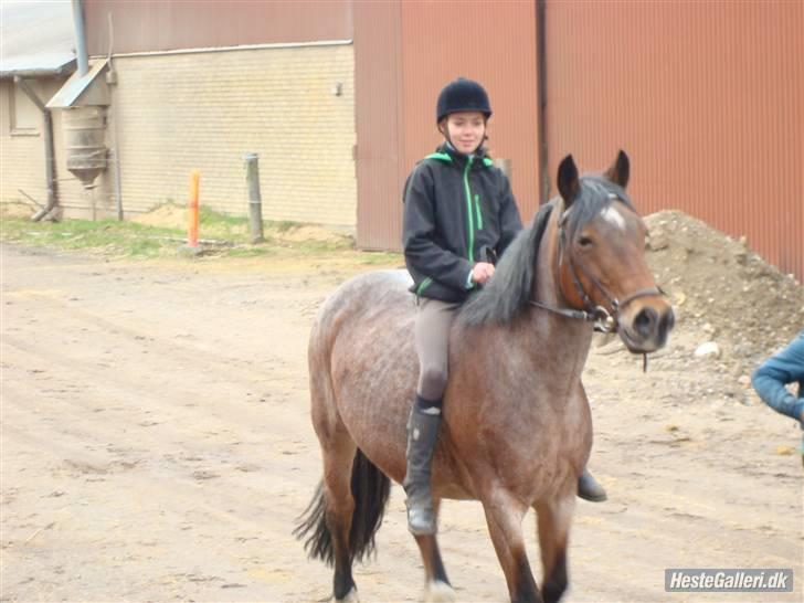 Irish Cob Verbena Savnet. Tidl part - Inden overrækkelse til stævnet :) fotograf: min far (Carsten) billede 8