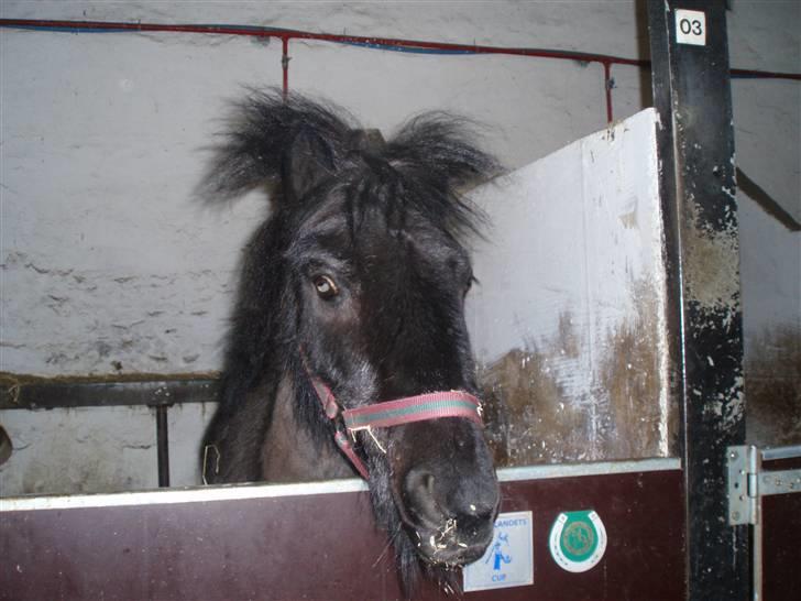 Anden særlig race blackie, amalie knops - jeg er en vild løve brøøl (billede taget af miig) billede 6