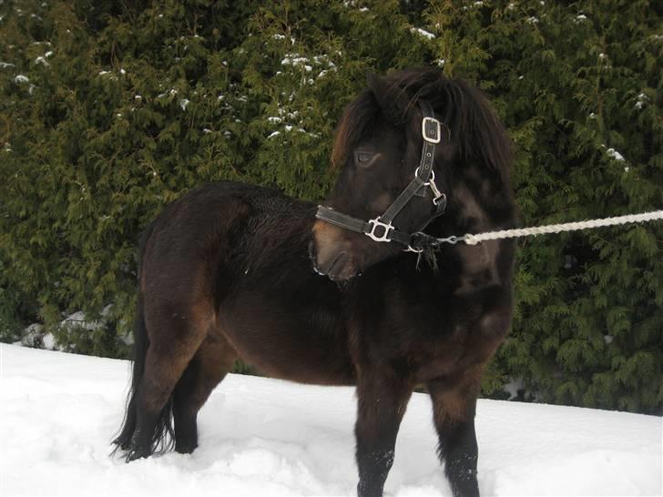 Anden særlig race Buller - smukke model buller:D foto: mig billede 20