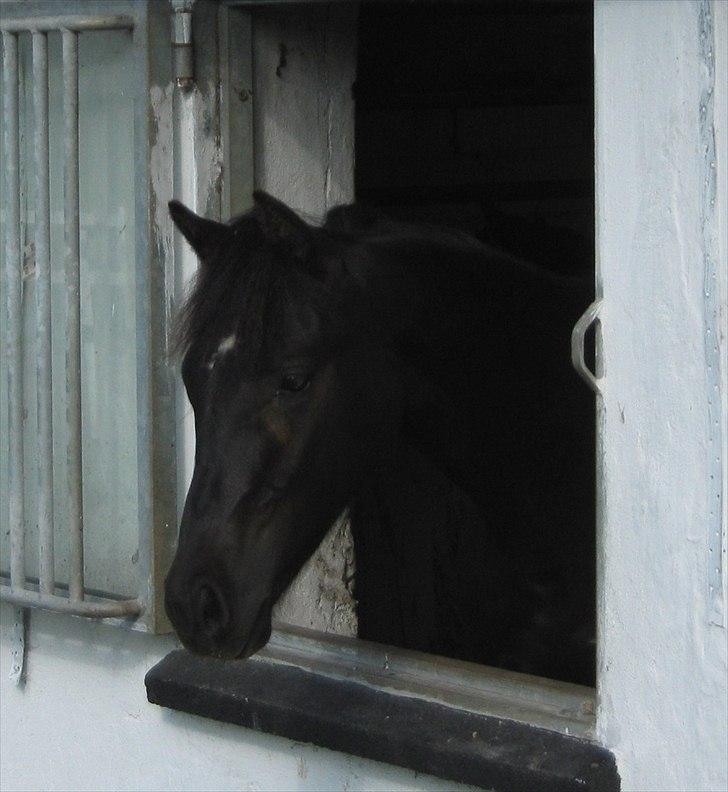 DSP Fredbo's Garmin KÅRET HINGST billede 14