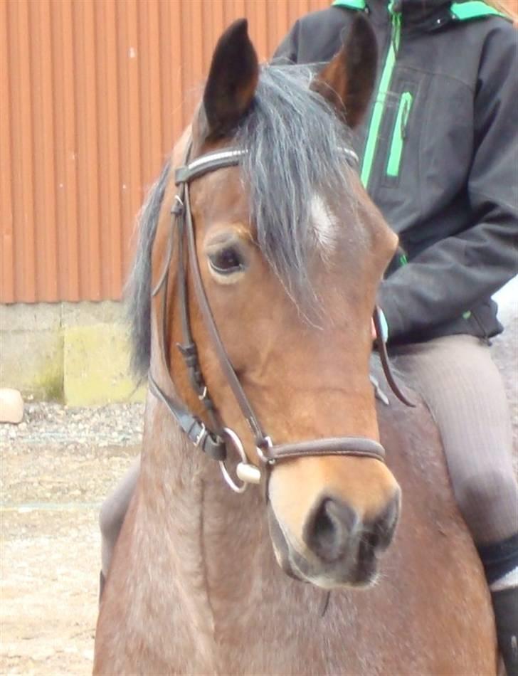 Irish Cob Verbena Savnet. Tidl part - fotograf: min far (carsten) redigeret billede 9