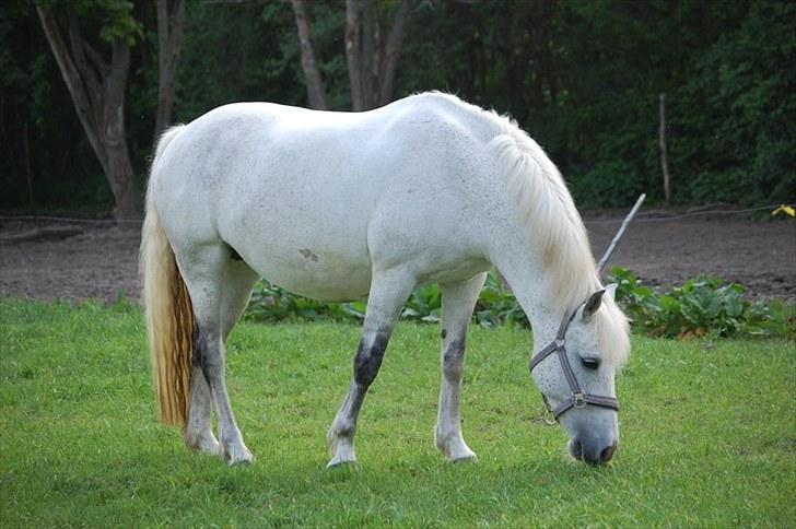 New Forest Lundemarksgårds Scarlet O'hara - Da Scarlet var i fol, start af juni, 2010. billede 2