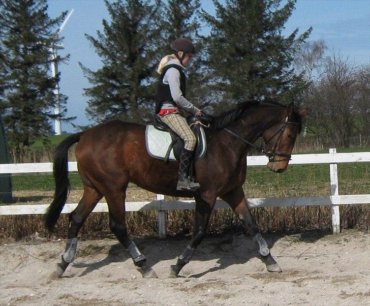 Dansk Varmblod Fredbo's Accord billede 11