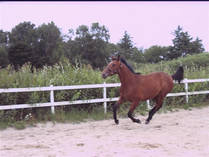 Dansk Varmblod Fredbo's Accord billede 12