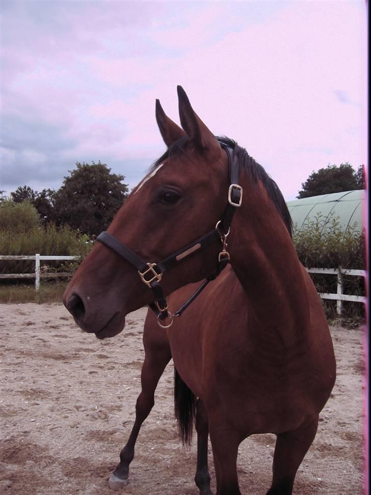 Dansk Varmblod Fredbo's Accord billede 10