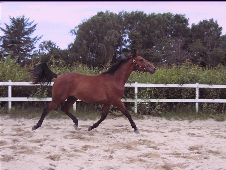 Dansk Varmblod Fredbo's Accord billede 13