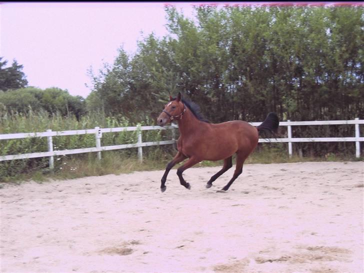 Dansk Varmblod Fredbo's Accord billede 14