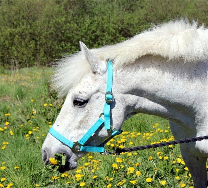 New Forest Lundemarksgårds Scarlet O'hara - Sommer 2011 <3 billede 11