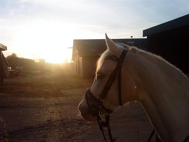 Anden særlig race Savannah - Min smukke prinsesse i aftensolen :D Foto: Rikke Sørensen billede 5