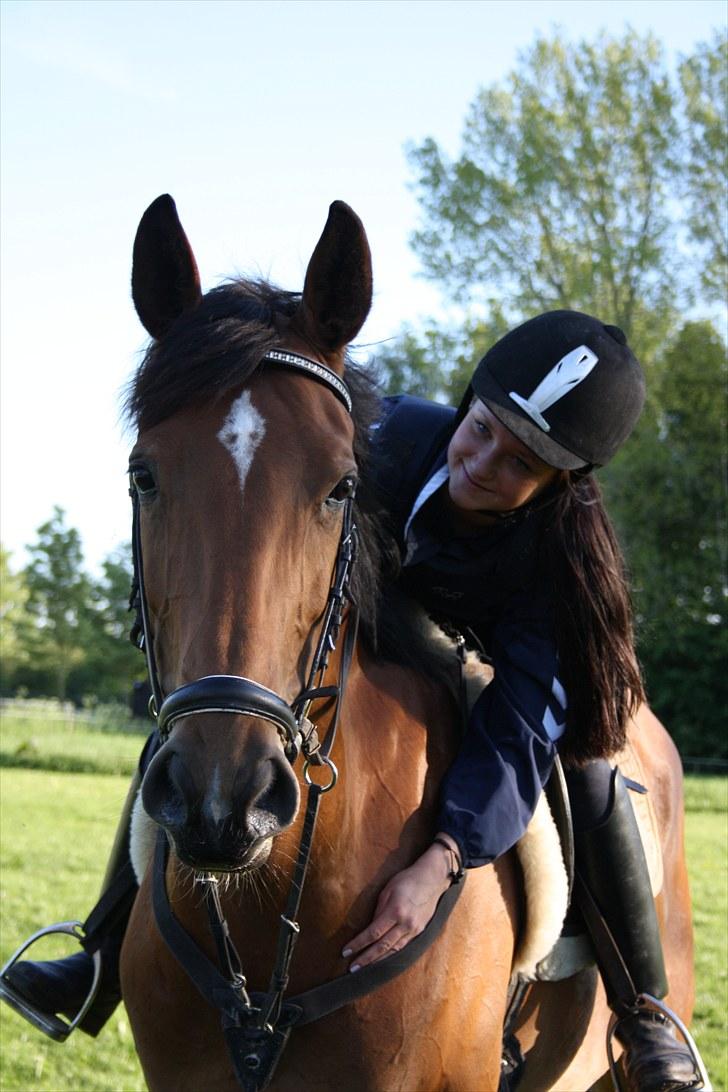 Dansk Varmblod Overgaards Minuet - Fordi Eddie er den kærligste hest :-) billede 11