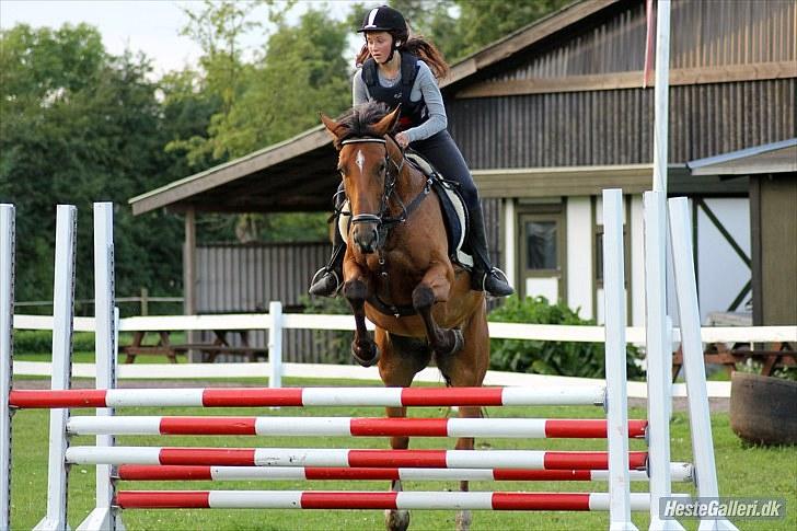 Dansk Varmblod Overgaards Minuet billede 12