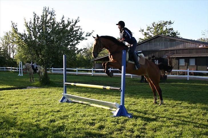 Dansk Varmblod Overgaards Minuet - Fordi Eddie er blevet så meget bedre på en springbane :-) billede 14
