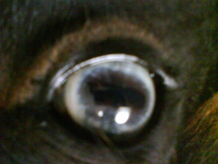 Pinto Mille Charfilo R.I.P.  - Milles fantastiske øje billede 19