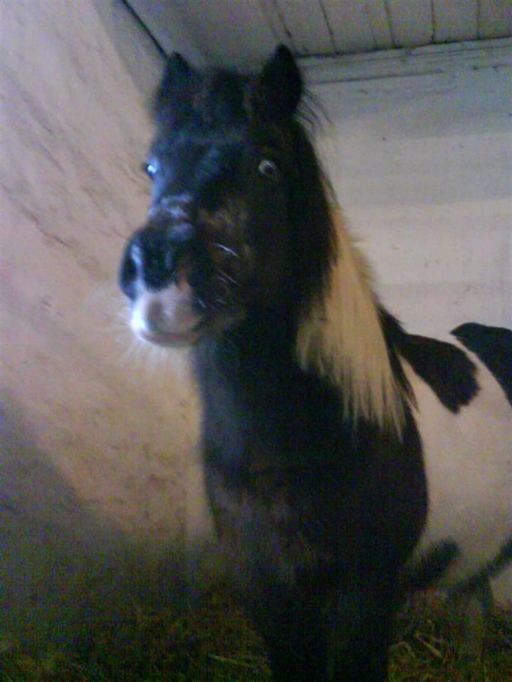 Pinto Mille Charfilo R.I.P.  - FARVEL MIN LILLE SMUKKE HEST billede 20