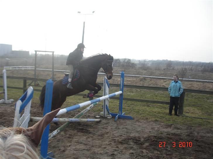 Dansk Varmblod Gladi billede 19