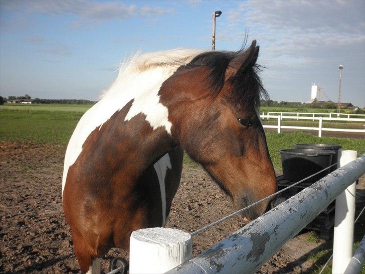 Anden særlig race Balder <3 - Balder er solgt :') 
Elsker dig af hele mit hjerte, du vil altid være min yngling<3 billede 1