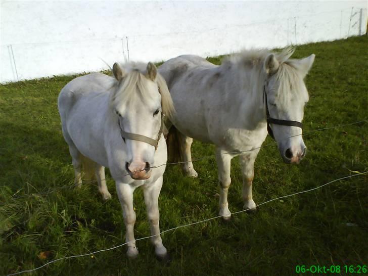 Anden særlig race Debbie - 16) JegElskerDigPony. <3 :-* billede 16