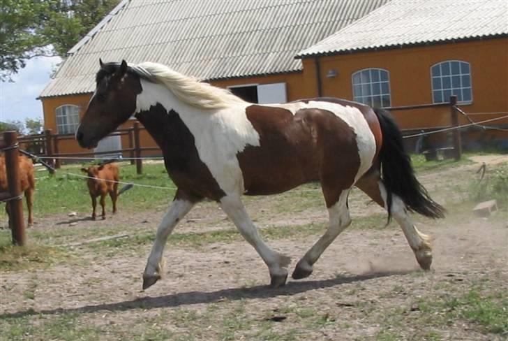 Anden særlig race Balder <3 billede 4