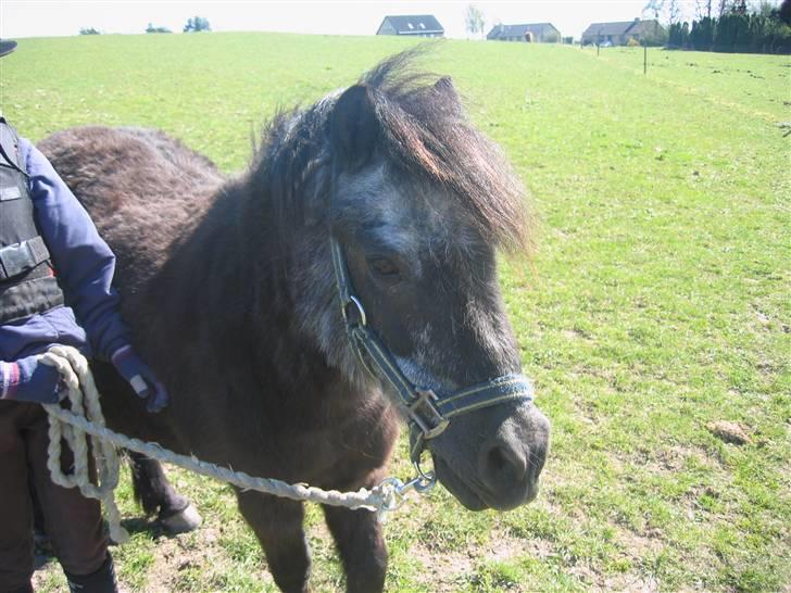 Anden særlig race Tequila. - på vej ind fra folden billede 10
