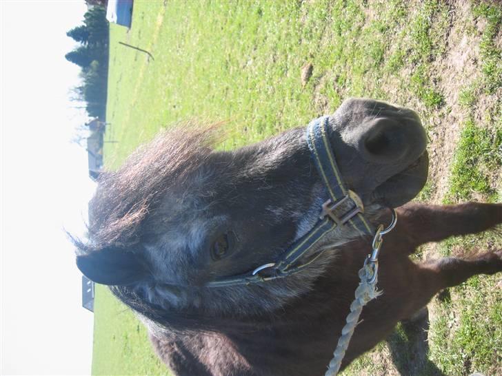 Anden særlig race Tequila. - kan vi ikke snart gå billede 12