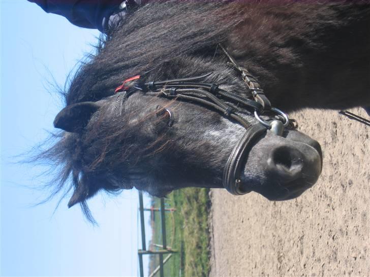 Anden særlig race Tequila. - hans smukke hoved billede 14