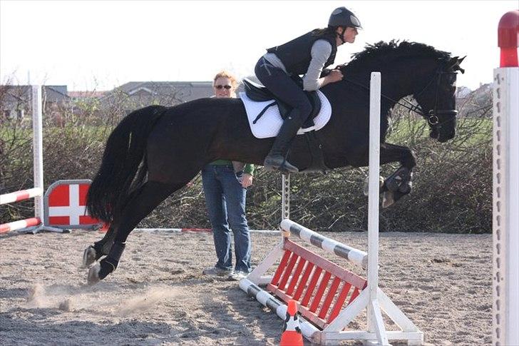 Welsh Cob (sec D) Avalons Monalisa - Velkomme til monalias´s profil billede 1