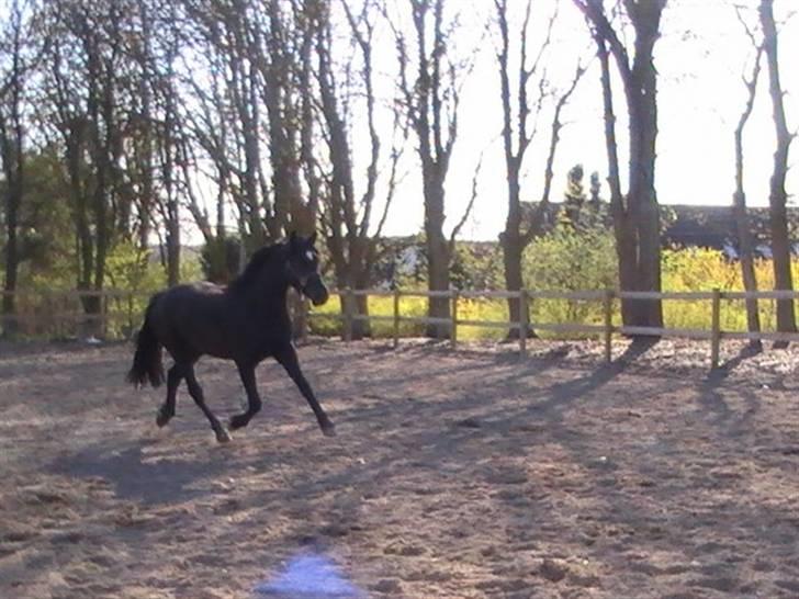 Welsh Cob (sec D) Avalons Monalisa - løbe løbe det er du kan lig billede 2