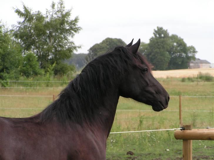Welsh Cob (sec D) Avalons Monalisa - smukke billede 3