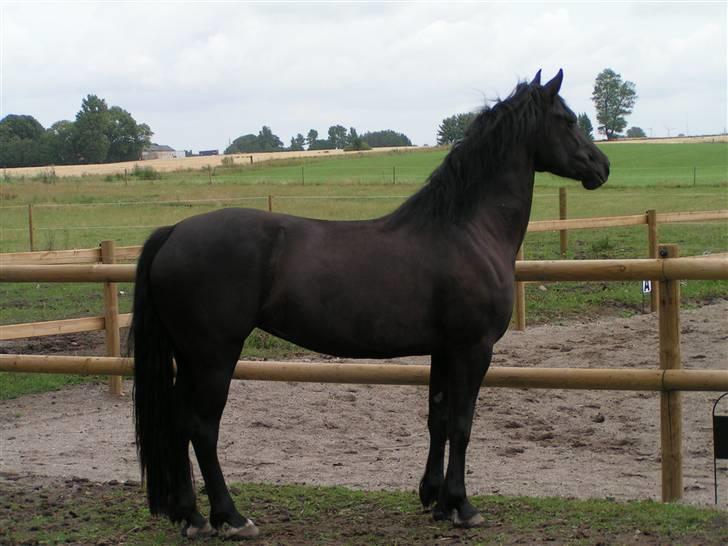 Welsh Cob (sec D) Avalons Monalisa - hun er bare sååå flot billede 4