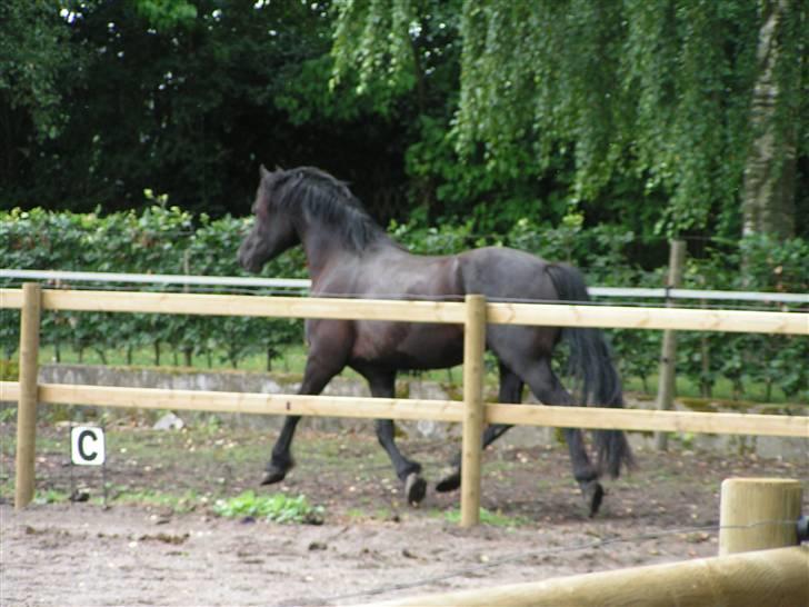 Welsh Cob (sec D) Avalons Monalisa - skal du lige løber lidt:) billede 5