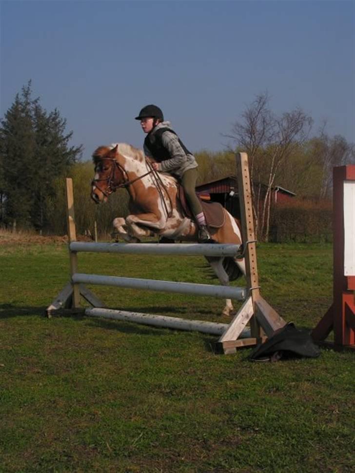 Pinto Svalebos Felix - Pinto billede 3