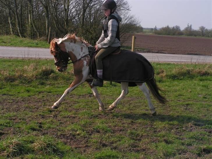 Pinto Svalebos Felix - Pinto billede 4