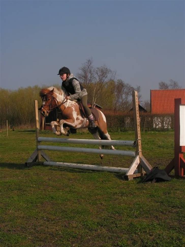 Pinto Svalebos Felix - Pinto billede 5