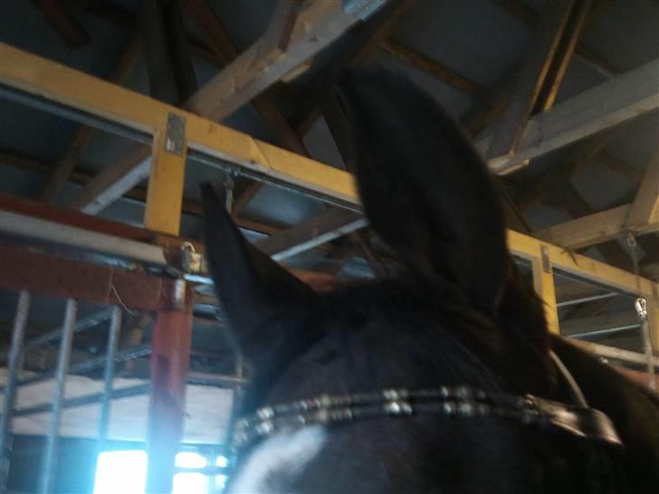 Anden særlig race Fleur<3 [Tidl. part ;( ] billede 8