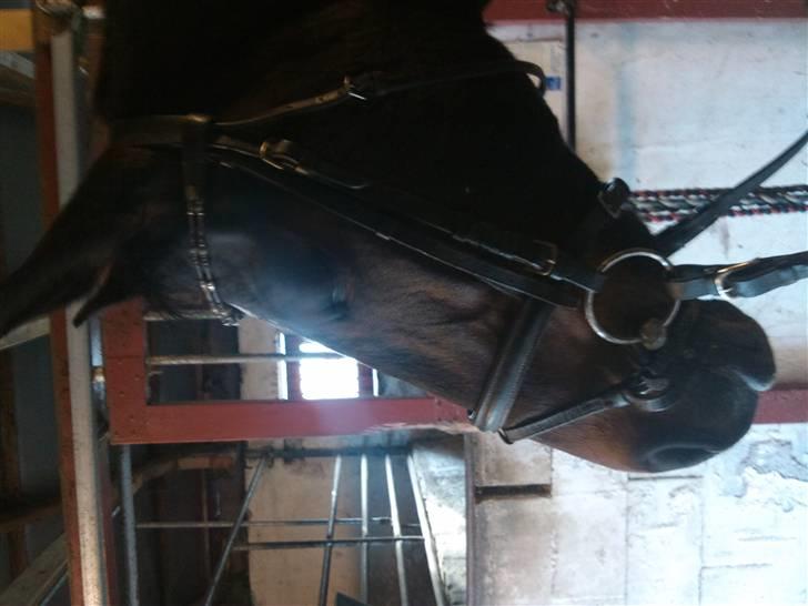 Anden særlig race Fleur<3 [Tidl. part ;( ] billede 9