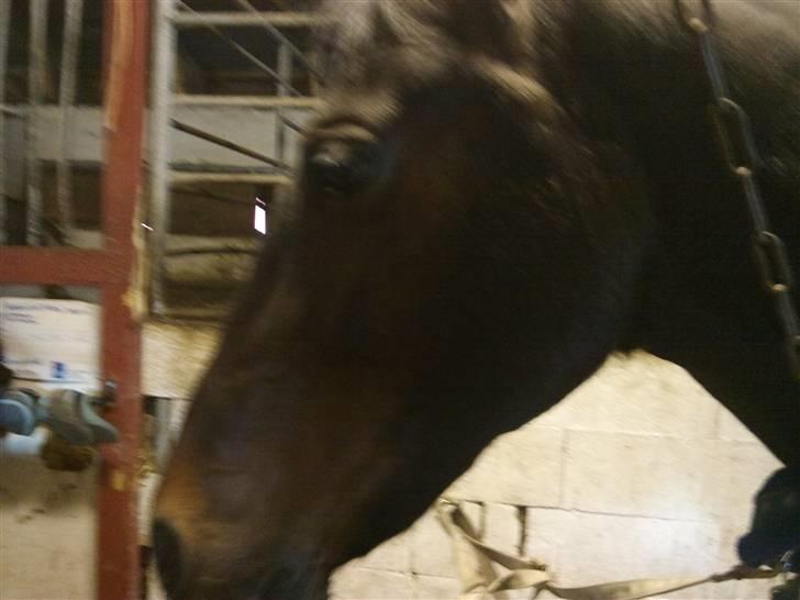 Anden særlig race Fleur<3 [Tidl. part ;( ] billede 10