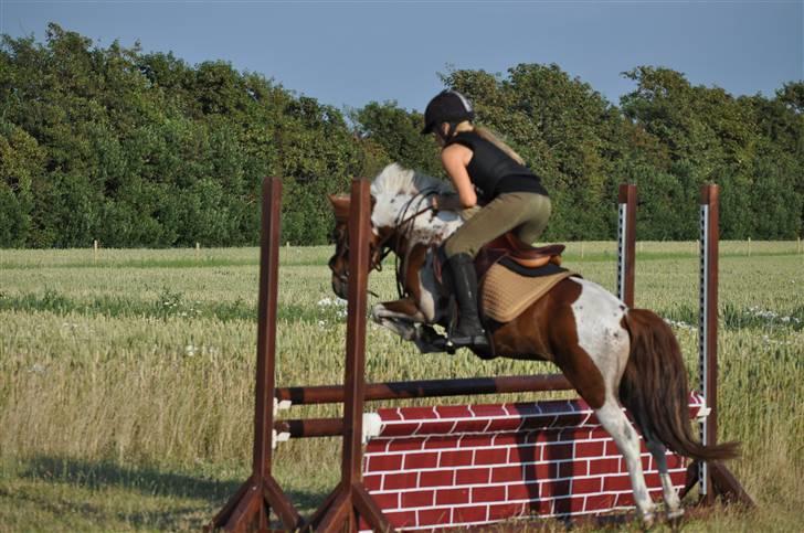 Pinto Svalebos Felix - Pinto billede 6