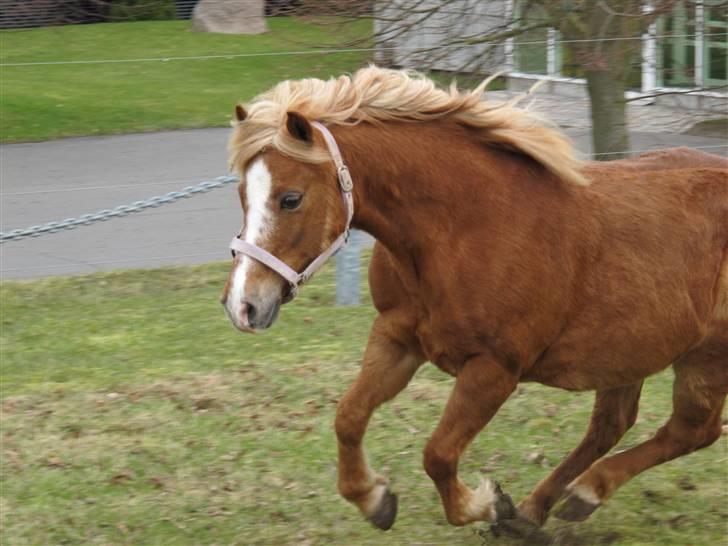 Welsh Mountain (sec A) Min søde pony Daisypigen - *Nyt* Weei! Fuld galop på marken! Marts 2010 billede 20