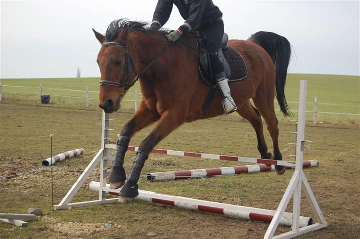 Dansk Varmblod Marquis  - Springbillede d. 30/3-10 billede 20