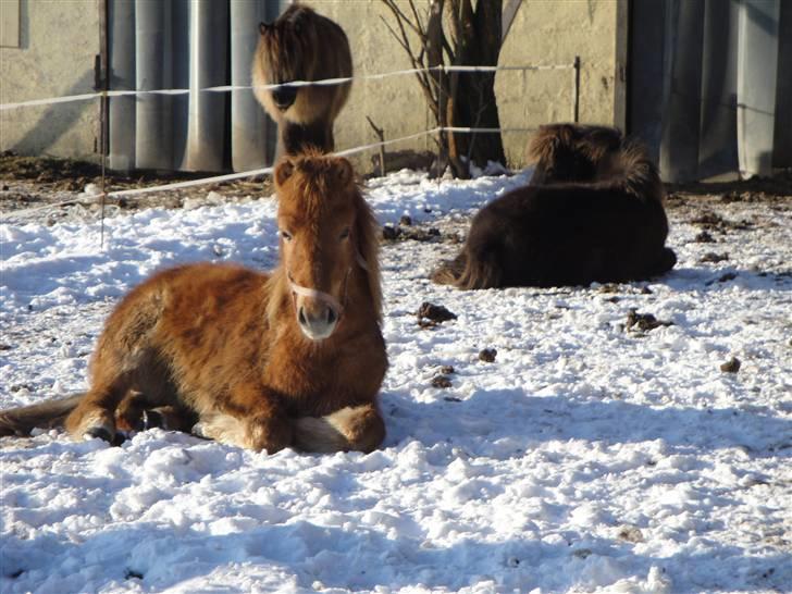 Islænder Vinur fra klintholm - Velkommen til Vinurs profil =) billede 1