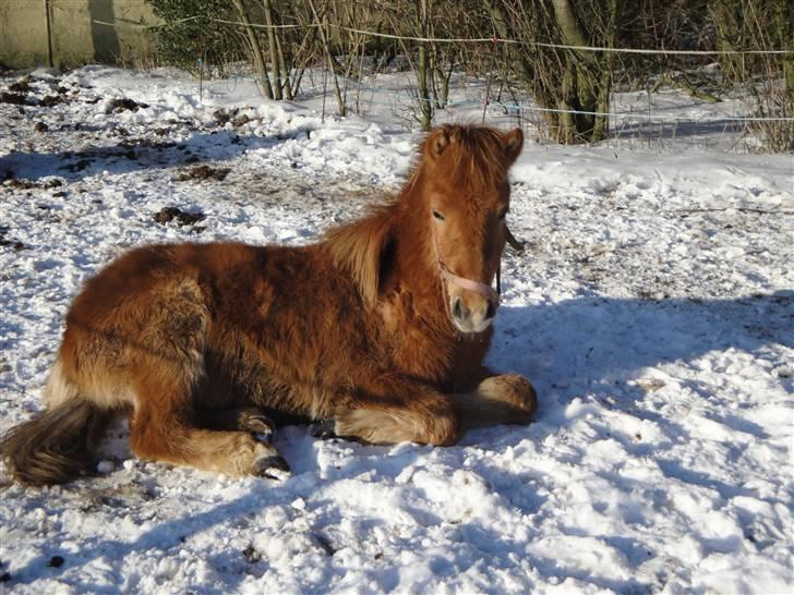 Islænder Vinur fra klintholm - Køler af i sneen billede 2