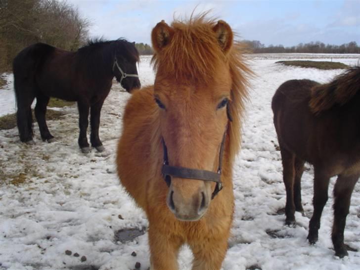Islænder Vinur fra klintholm - Hans søde hoved <3 billede 3
