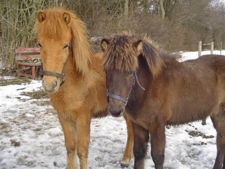 Islænder Vinur fra klintholm - Der er ikke noget bedre end en legekammarat :D billede 4