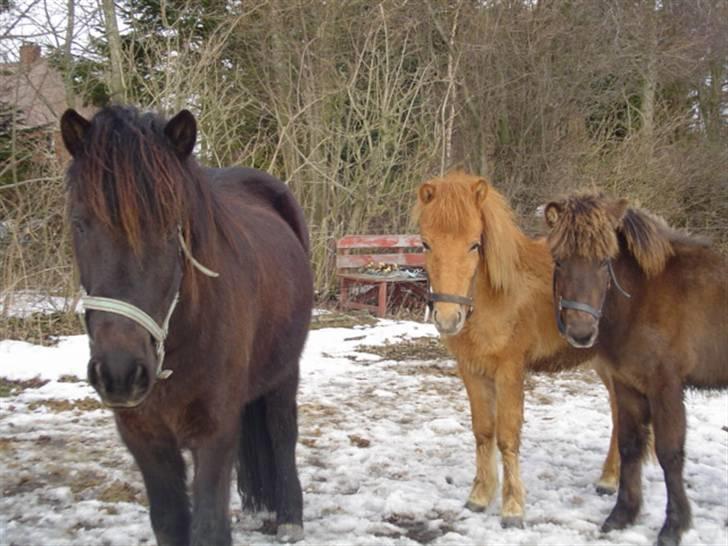 Islænder Vinur fra klintholm - Beskyttelse bag den voksne billede 5