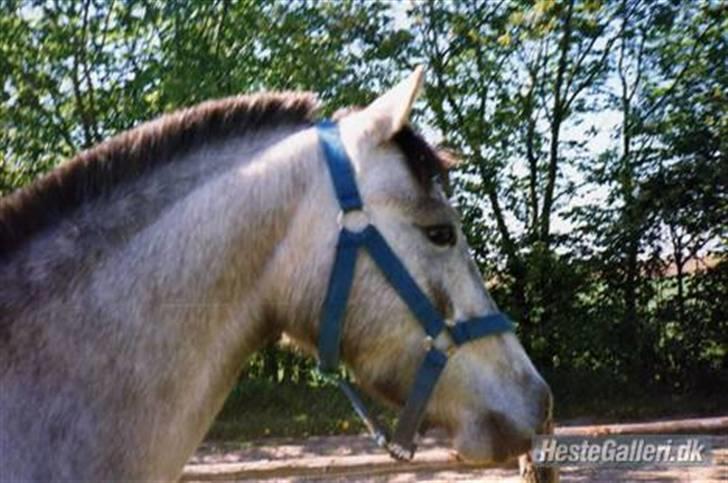Anden særlig race cavalir(solgt) billede 20